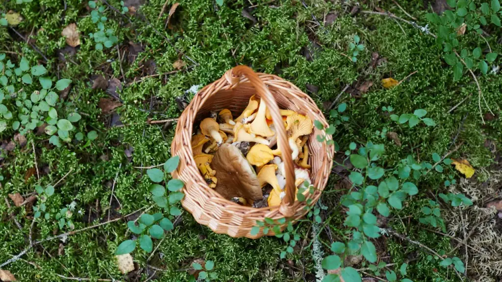 Sēņu maltīte rada aizdomas: palīdzība jāmeklē nekavējoties