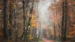 Mierīga meža taciņa ar miglu un rudens krāsu kokiem agrā rītā.