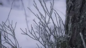 Sarma klāti zari ziemas mežā Rīgā, Latvijā, simbolizējot gaidāmo pirmo salu.