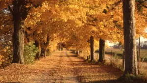 Rudens ekvinokcija: pārbaudes tumšajai sezonai